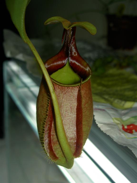 Nepenthes bicalcarata 'Orange Flush